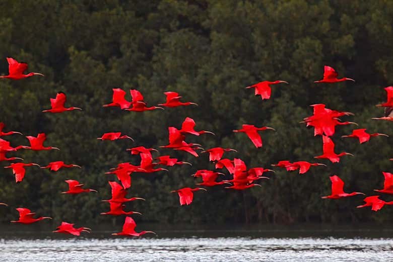 Spot the Scarlett Ibis!