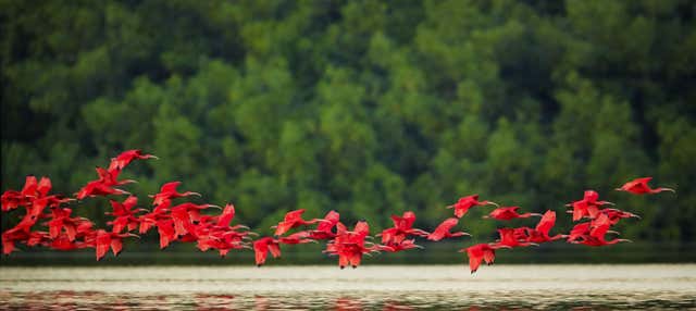 Tour pelo santuário de aves Caroni