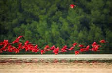 Tour pelo santuário de aves Caroni