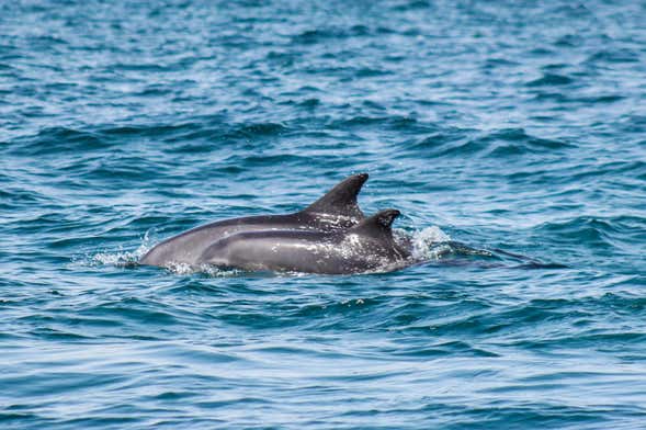 Avistamiento de delfines en Djerba