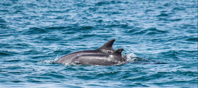 Avistamiento de delfines en Djerba