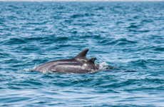 Observation de dauphins à Djerba