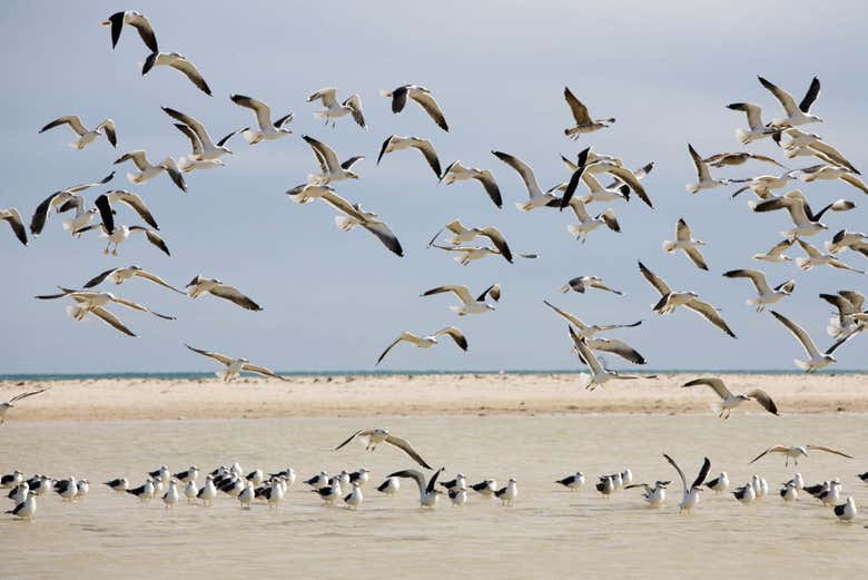Uccelli intenti a sorvolare la laguna di Djerba