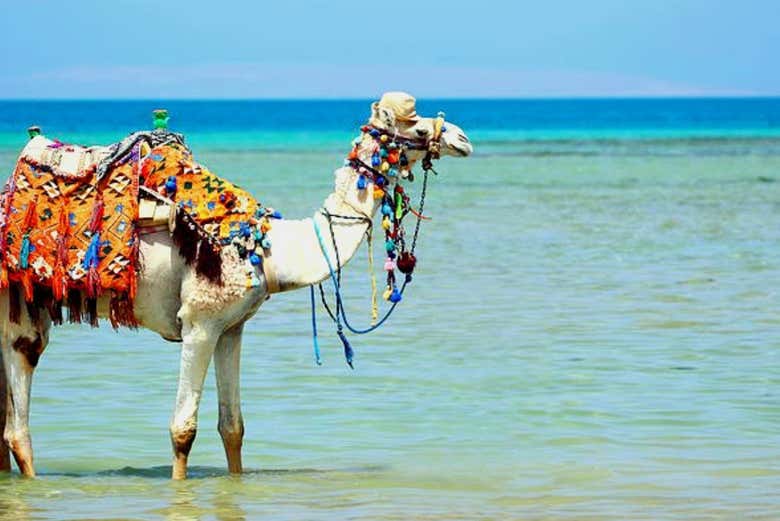 Uma imagem típica da lagoa de Djerba