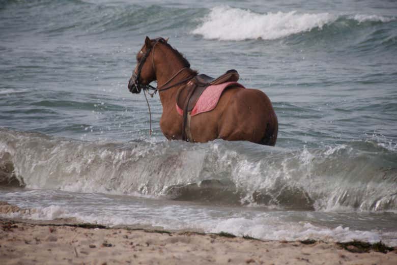 Un cavallo che si rinfresca nella laguna