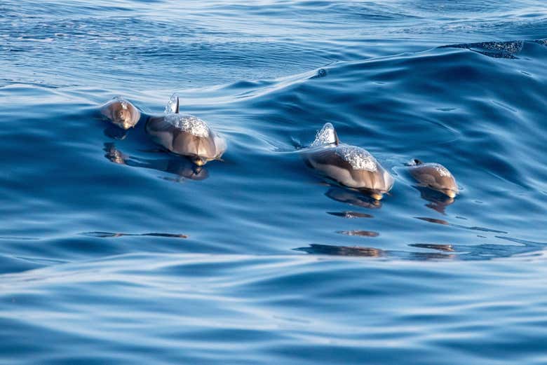 Cuatro delfines nadando tranquilamente