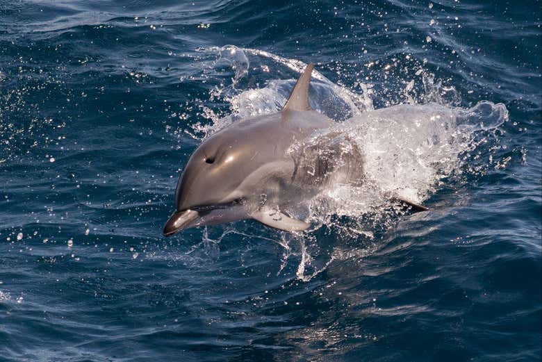 Un delfín empezando a saltar