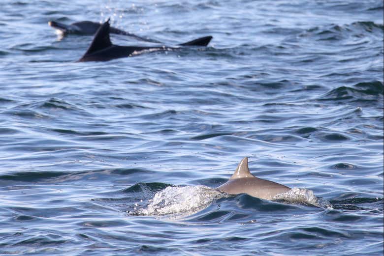 Delfines en el mar de Djerba