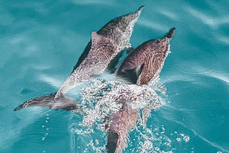 Dos delfines nadando en Djerba