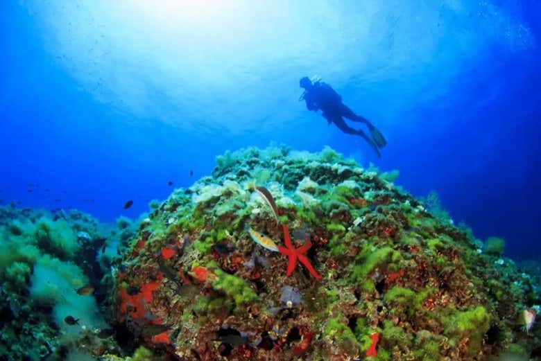 Você verá um fundo marinho incrível