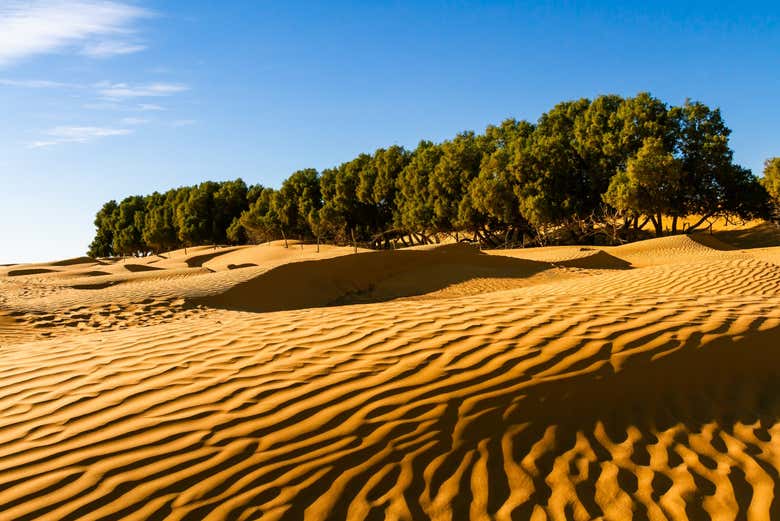 L'oasis de Ksar Ghilane