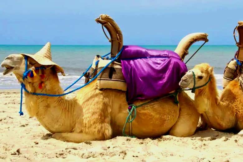 Dois camelos na praia