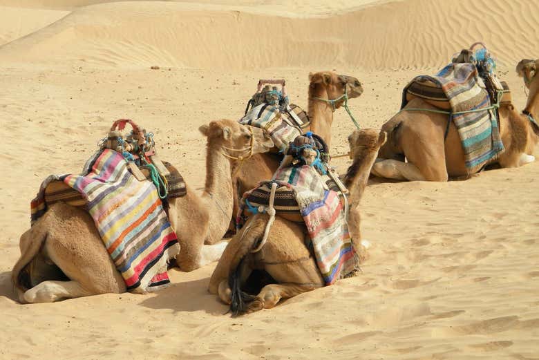Camelos descansando na areia