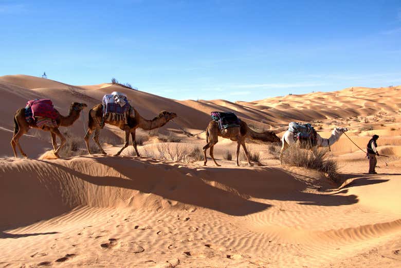 Podréis dar un paseo en camello por el desierto de Douz