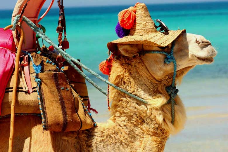 Um camelo com um chapéu típico de Djerba