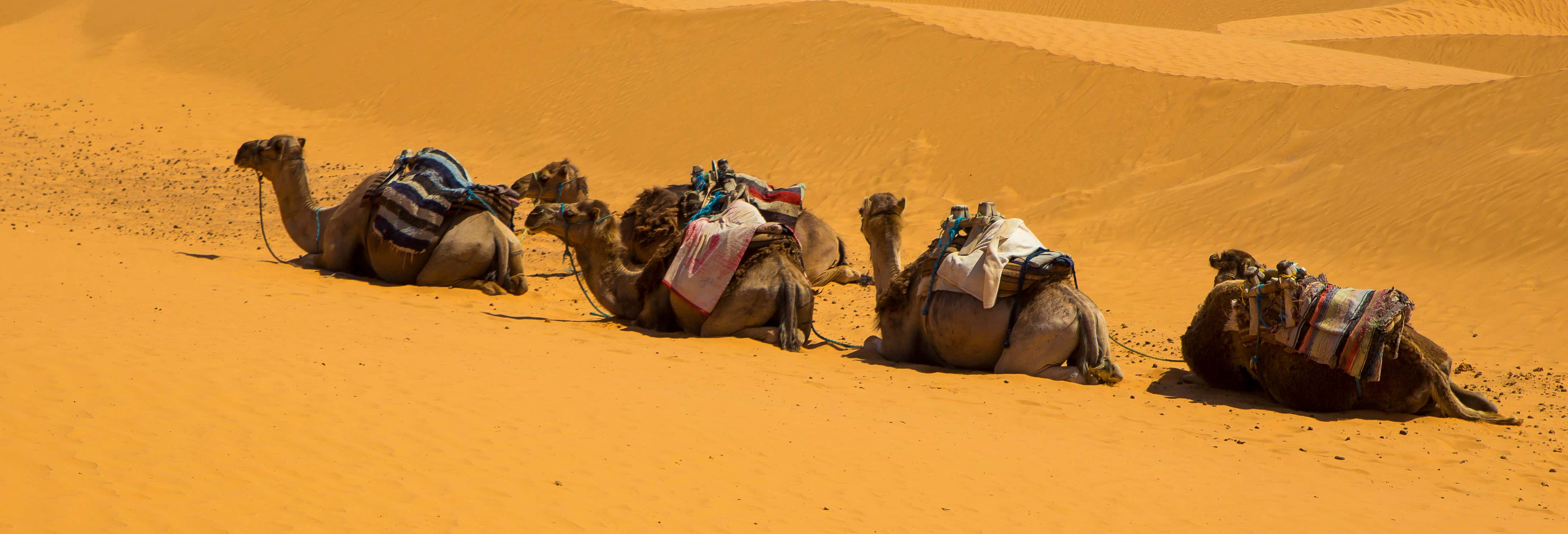 Excursions, visites guidées et activités en Tunisie - Civitatis