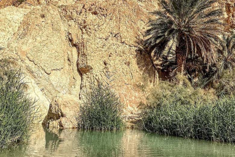 Oasis de Chebika