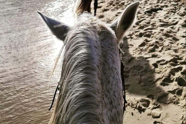 Una manera diferentes de recorrer la costa de Hammamet