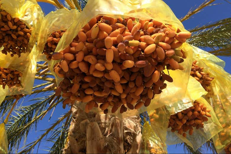 Racimos de dátiles colgando de una palmera 