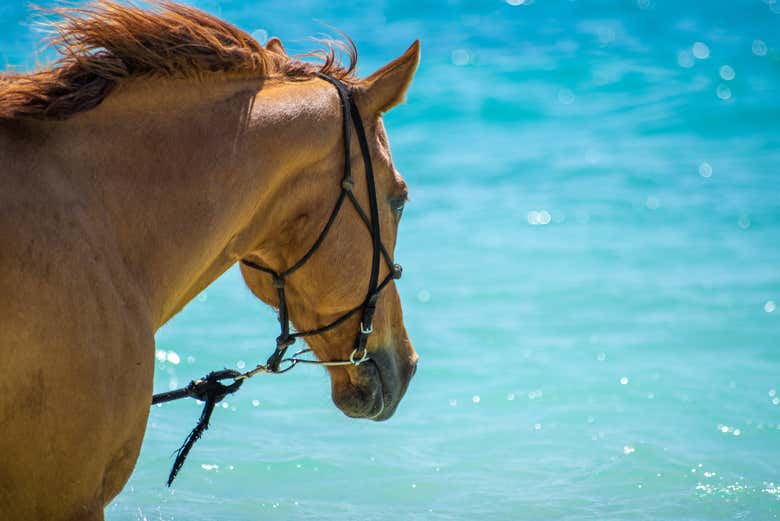 Con el mar azul al fondo