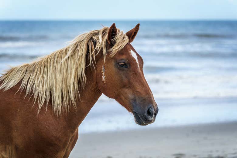 Uno de los caballos en el que haremos el paseo 