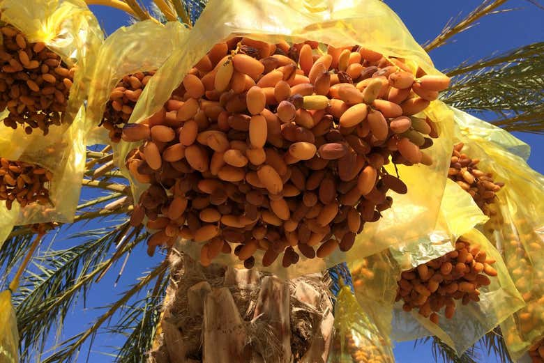 Dátiles en una palmera del desierto del Sahara