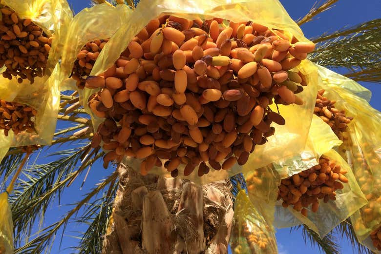 Taste fresh local dates