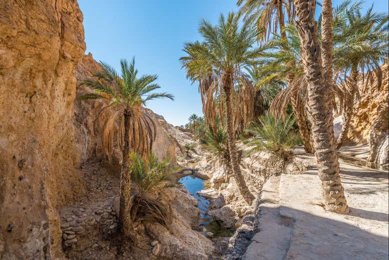 Contemplando el oasis de Chebika
