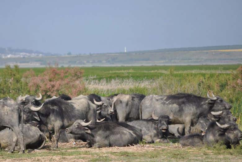 Búfalos en el Parque Nacional de Ichkeul