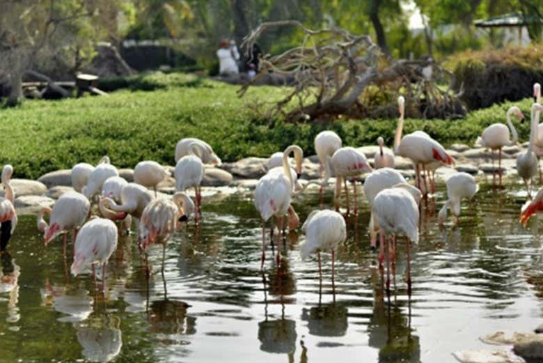 Flamencos en el Parque Nacional de Ichkeul