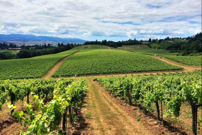 Tour de vinos por Mornag