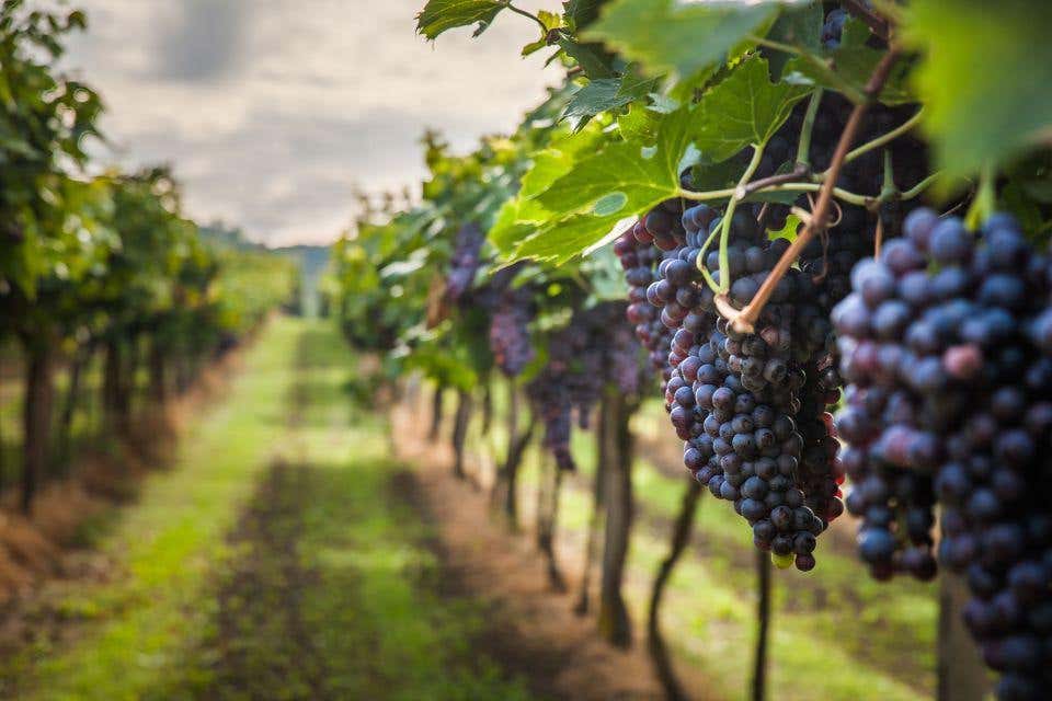 Tour del vino por Mornag