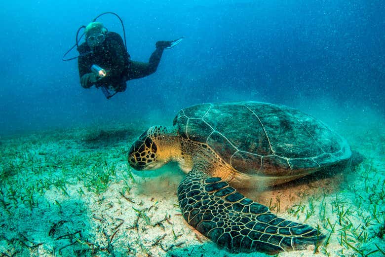 Plongée avec des tortues marines