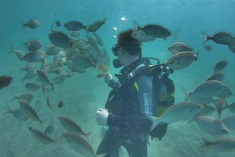 Nourrissez les poissons pendant la plongée