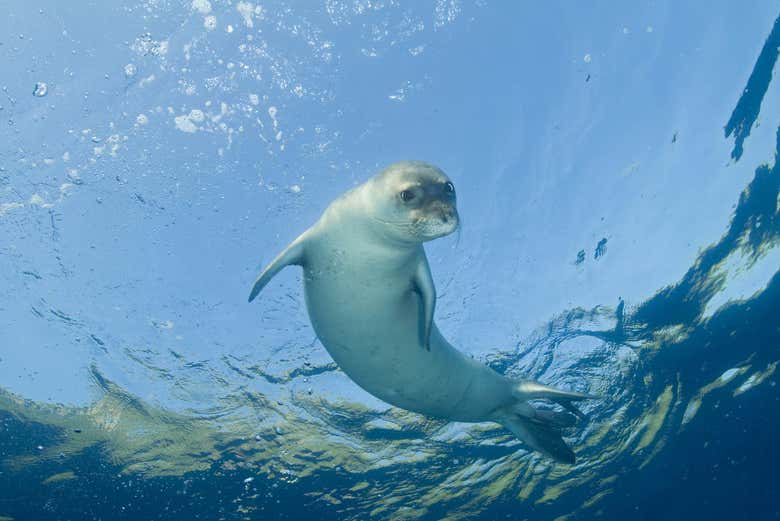 Phoque moine de Méditerranée