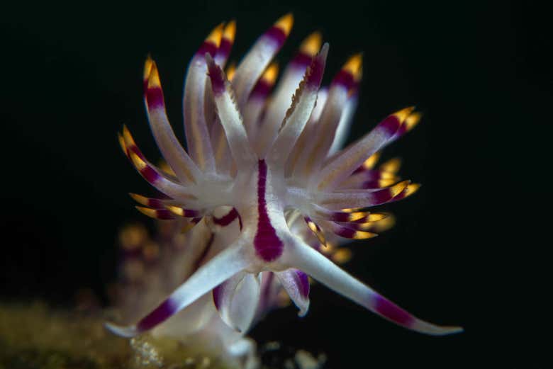 Nudibrânquio