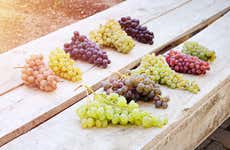 Cata de vinos en la Capadocia