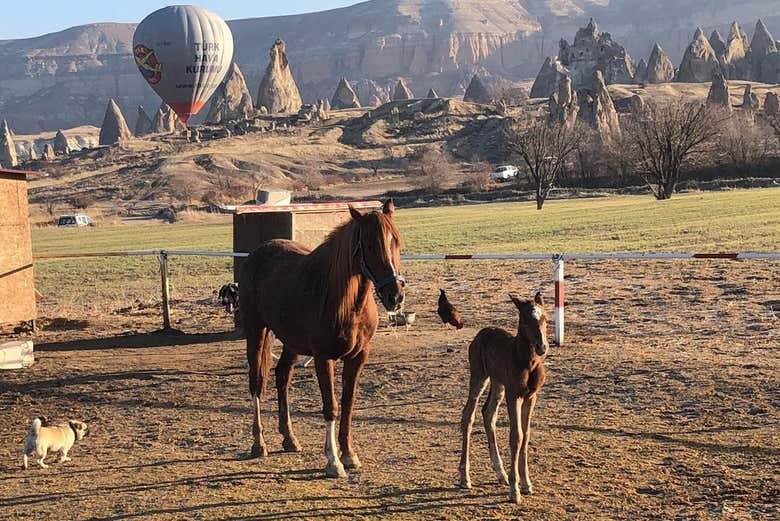 Faites connaissance avec les chevaux de l'écurie