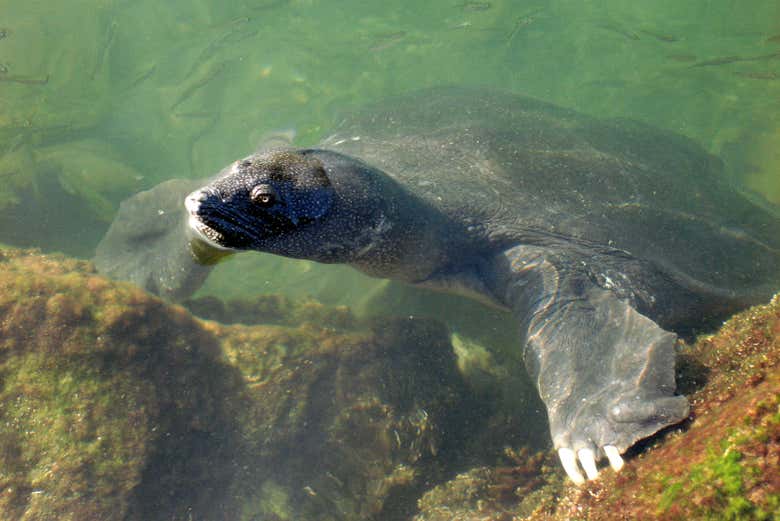 La fauna marina di Dalyan