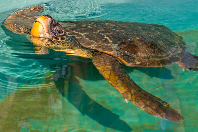 Tartaruga caretta