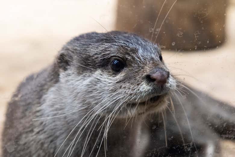 Admire some otters
