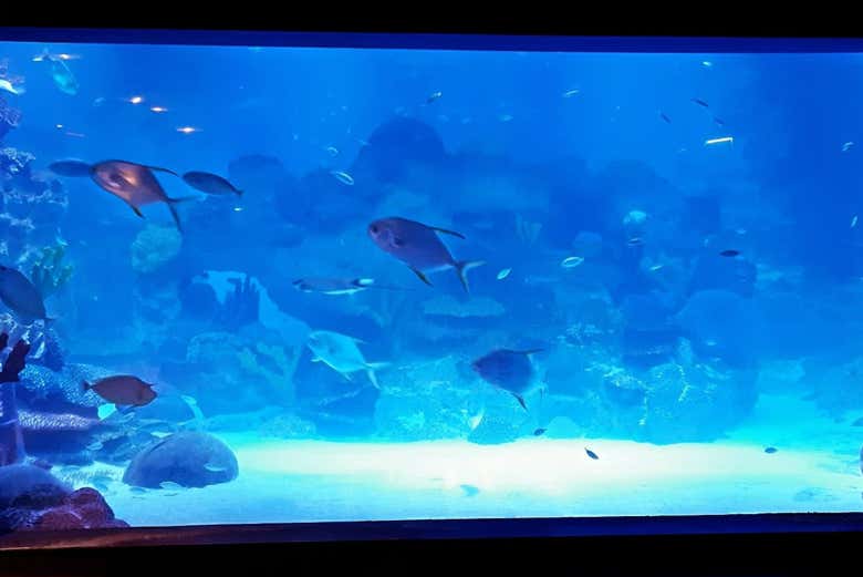 Les poissons de l'aquarium Emaar
