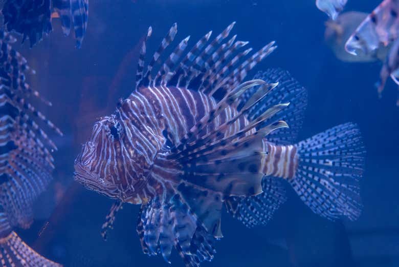 Poisson-lion dans l'aquarium Emaar