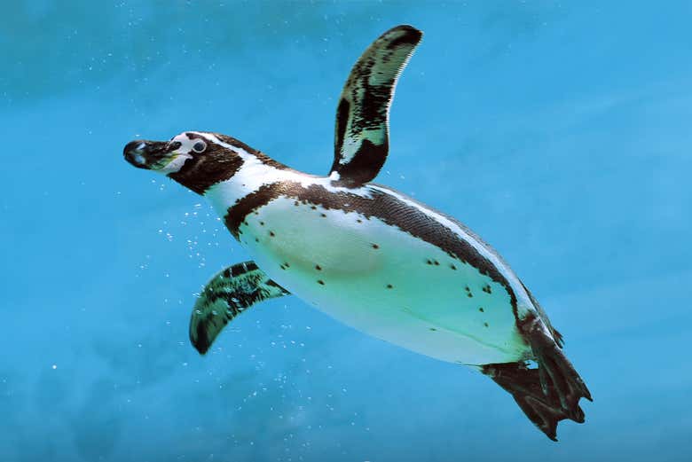 Penguin