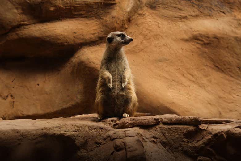 Un suricate