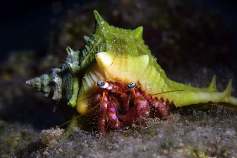 Un crabe dans les eaux de Fethiye
