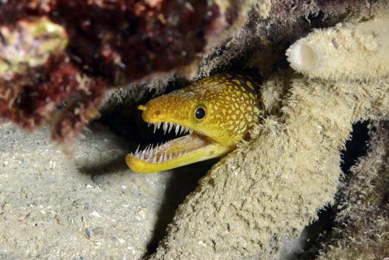 Découvrez les fonds marins de Fethiye