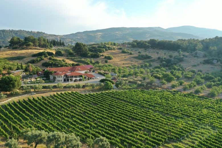 Stroll through the Turkish vineyards