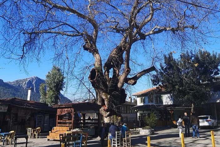 Albero di banane di Bayir