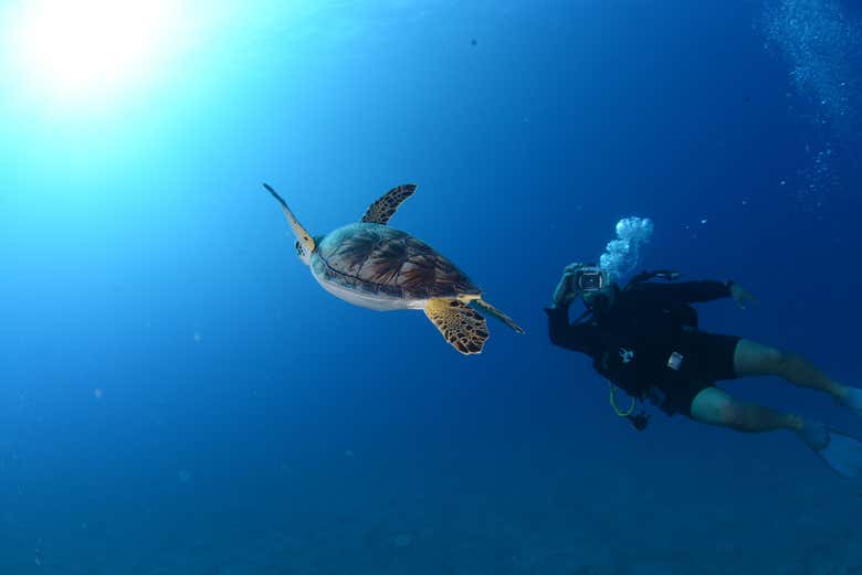Mergulhando com uma tartaruga marinha